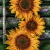 Diamond Painting Sunflower PK114