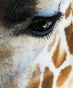 Diamond Painting Giraffes PK126