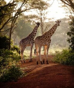 Diamond Painting Giraffes PK130