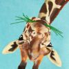 Diamond Painting Giraffes PK132