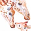 Diamond Painting Giraffes PK135