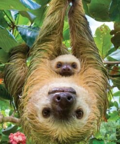 Diamond Painting Sloth PK175