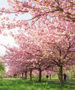 Diamond Painting Cherry Blossom PK195