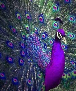 Diamond Painting Peacock PK70
