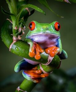 Diamond Painting Frog PK77