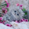 Cute Cat and pink flowers Diamond Painting Kit - DIY