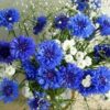 White and blue flowers Diamond Painting Kit - DIY