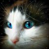 Cat Head Portrait Diamond Painting Kit - DIY