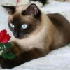 Cat And Rose Diamond Painting Kit - DIY