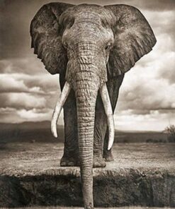 Drinking Elephant Diamond Painting Kit - DIY