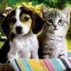 Dog And Cat Diamond Painting Kit - DIY