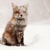 Fox In The Snow Diamond Painting Kit - DIY