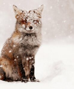 Fox In The Snow Diamond Painting Kit - DIY