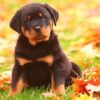 Rottweiler Puppy Lover Diamond Painting Kit - DIY