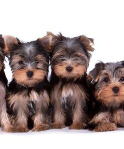 Yorkshire Terrier Belgisch Diamond Painting Kit - DIY