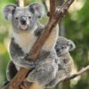 Koala Mom Diamond Painting Kit - DIY