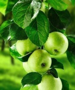 Fruits Apples Diamond Painting Kit - DIY