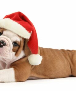 Dog Christmas Puppies Diamond Painting Kit - DIY