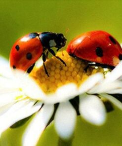 Cute Ladybugs Diamond Painting Kit - DIY