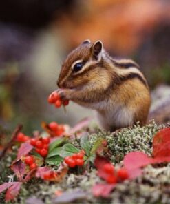 Chipmunk Cute Diamond Painting Kit - DIY