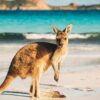 Kangaroo Island Diamond Painting Kit - DIY
