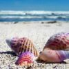 Rainbow Seashells Needlework Diamond Painting Kit - DIY