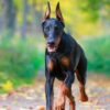 Doberman Pinscher Cross Diamond Painting Kit - DIY
