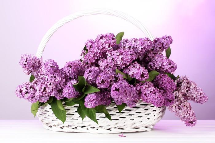 beautiful lilac flowers in basket on purple background