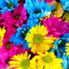Rainbow Flowers Diamond Painting Kit - DIY Rainbow Flowers-11