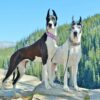 Great Dane Love Diamond Painting Kit - DIY