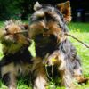 Yorkie Playing Diamond Painting Kit - DIY