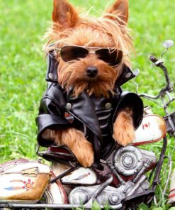 Yorkie Motorized Diamond Painting Kit - DIY