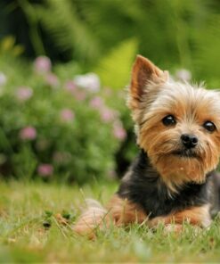 Yorkie Cute Diamond Painting Kit - DIY