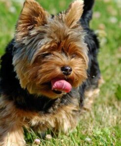 Yorkie Funny Diamond Painting Kit - DIY