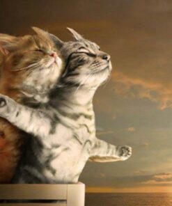 5d Cat Diamond Painting Kit Premium-2