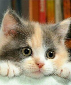 5d Cat Diamond Painting Kit Premium-5